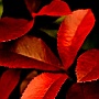 真っ赤に燃える葉たちの秋