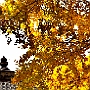金色の秋が屋根の上